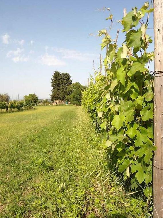 Podere San Guglielmo Hostal Sarteano Exterior foto